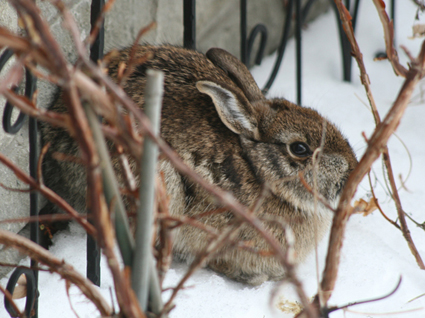 winter-garden-rabbit