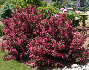 Weigela Wine and Roses in Bloom