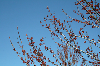 Acer Rubrum Red Maple Spring Buds