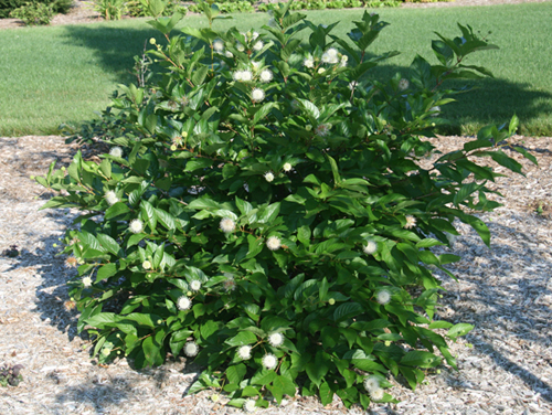 Cephalanthus occidentalis Buttonbush
