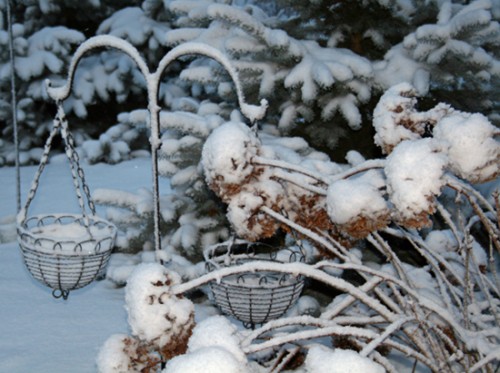 Hydrangea arborescens 'Annabelle' in winter