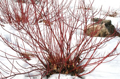 Cornus Ivory Halo red stems in winter