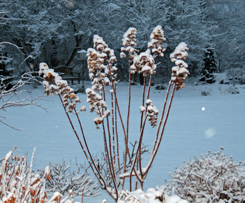 Pee Gee Hydrangea in Winter