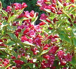 Weigela French Lace flowers