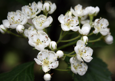 White Hawthorn bloom