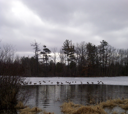 Canada Geese on open water