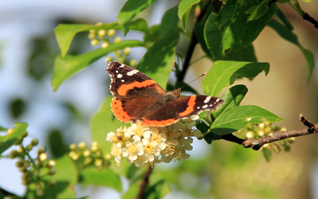 Red Admiral on Choke Cherry