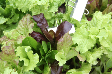 lettuce regrowth