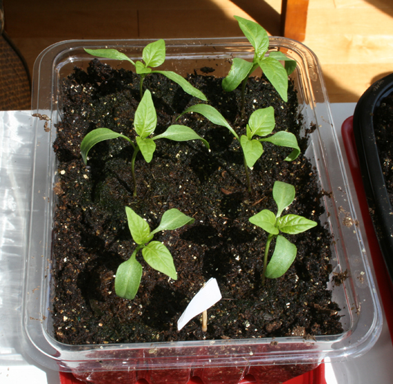 Seedlings_Peppers