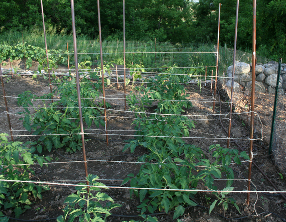 Tomatoes_Stakes