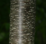 Prunus serotina Bark