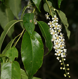 Prunus serotina bloom