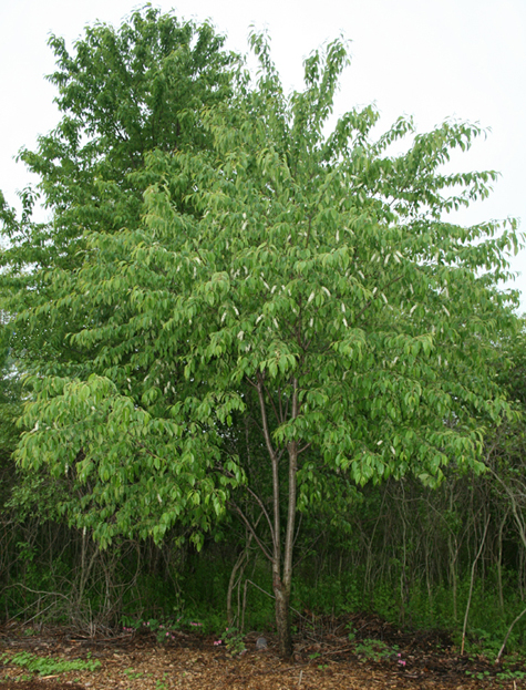 Prunus serotina Black Cherry Tree