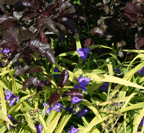 Purpleleaf Sandcherry foliage