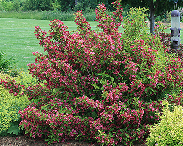 Weigela French Lace Blooming