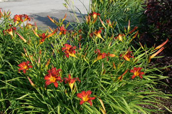 Clump Autumn Red Daylilies