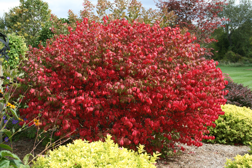Bright red fall foliage of burning bush