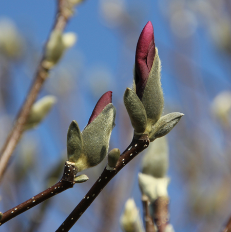 Magnolia bud starting to swell