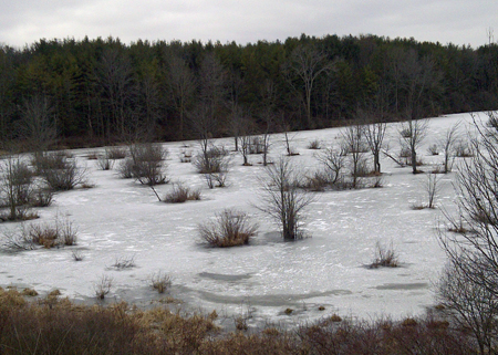 Trees growing in ice covered pond