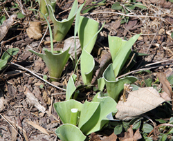 Rabbit damage tulip leaves