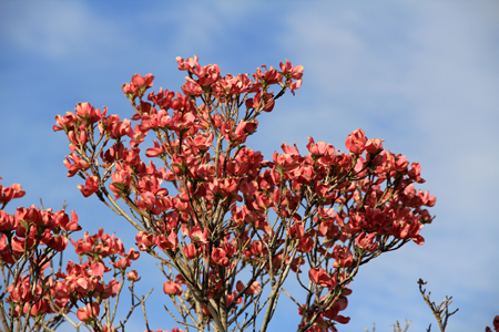 Cornus florida rubra in bloom