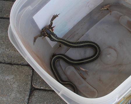 Garter snake eating frog