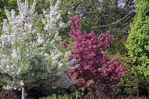 spring blossoms on crab apple trees