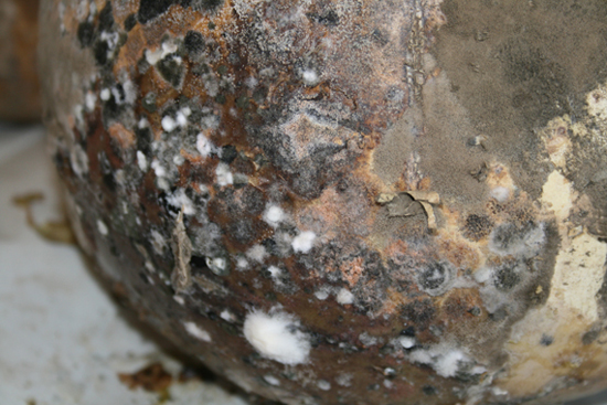 mold on birdhouse gourd