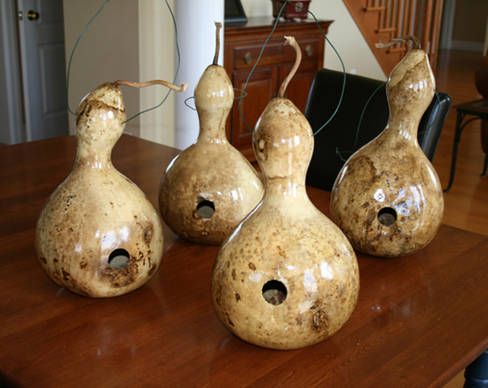 Varnished Gourds