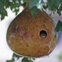 birdhouse gourd
