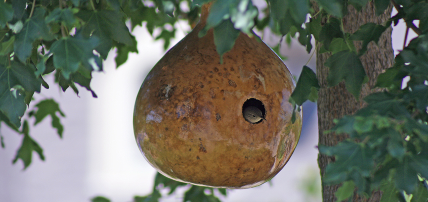birdhouse gourd