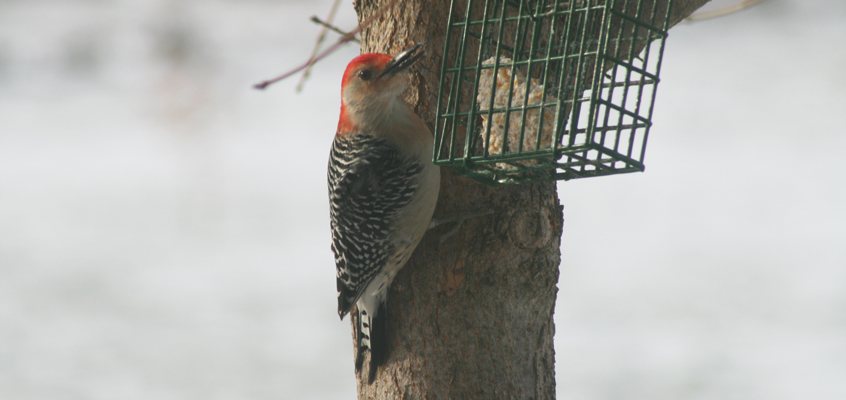 Red Bellied Woodpecker at feeder