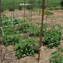 crop rotation vegetable gardening