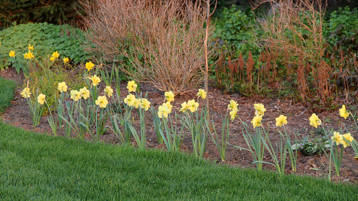 daffodils facing the interior of the garden