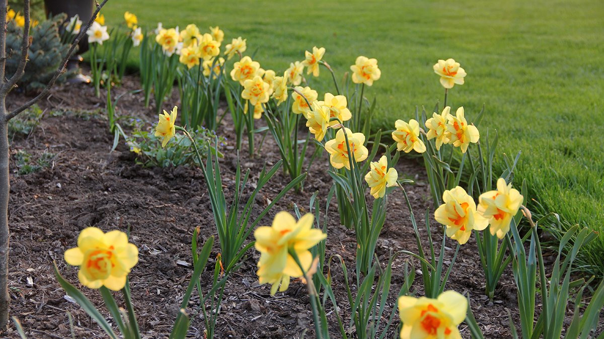 Front view of same daffodils