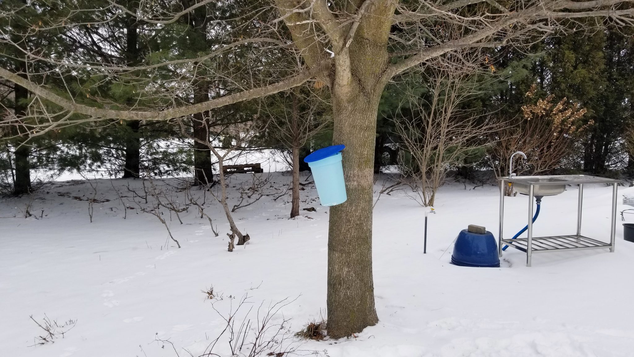 Tapping Our Biggest Maple Trees Not Sugar Maples My Everchanging Garden