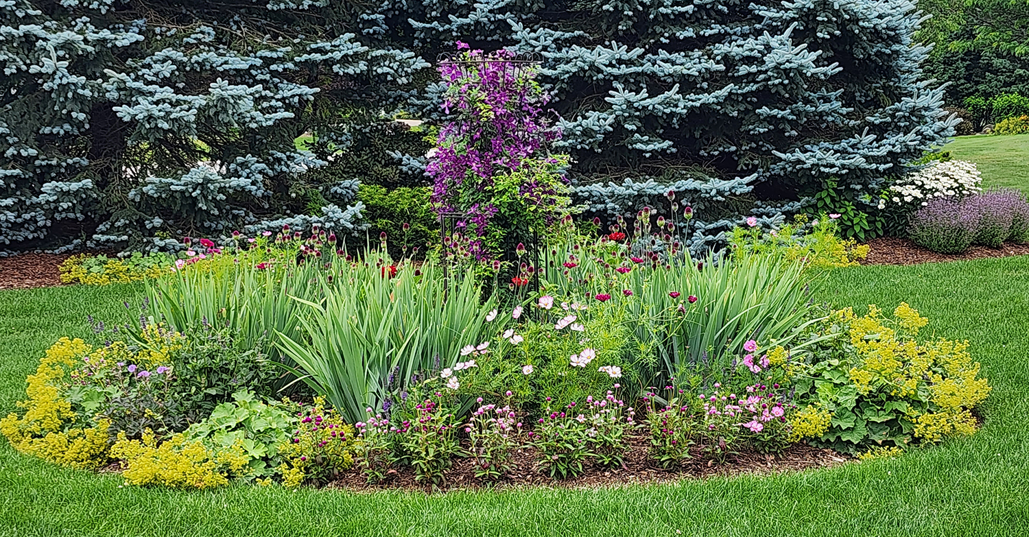 annuals and clematis in bloom in my circle garden