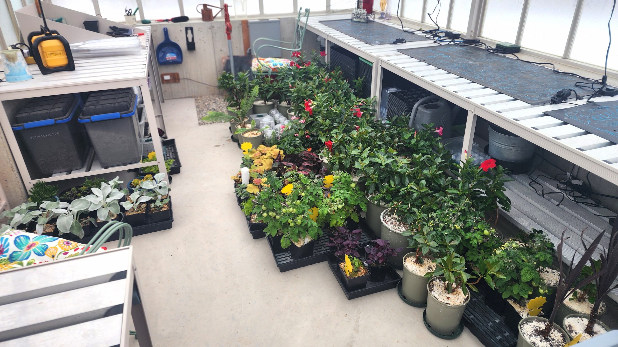 Plants moved to floor of the greenhouse
