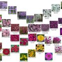 collage or mood board of all the annuals I'm growing this year