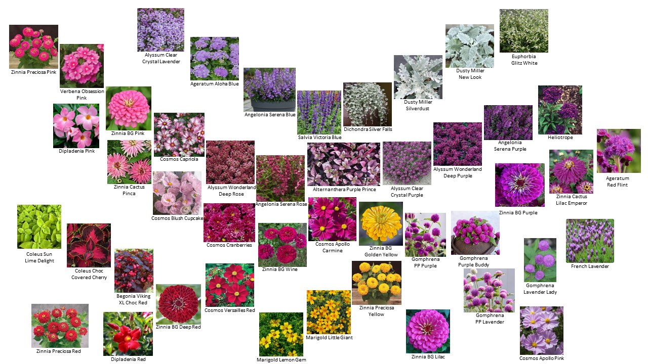 collage or mood board of all the annuals I'm growing this year