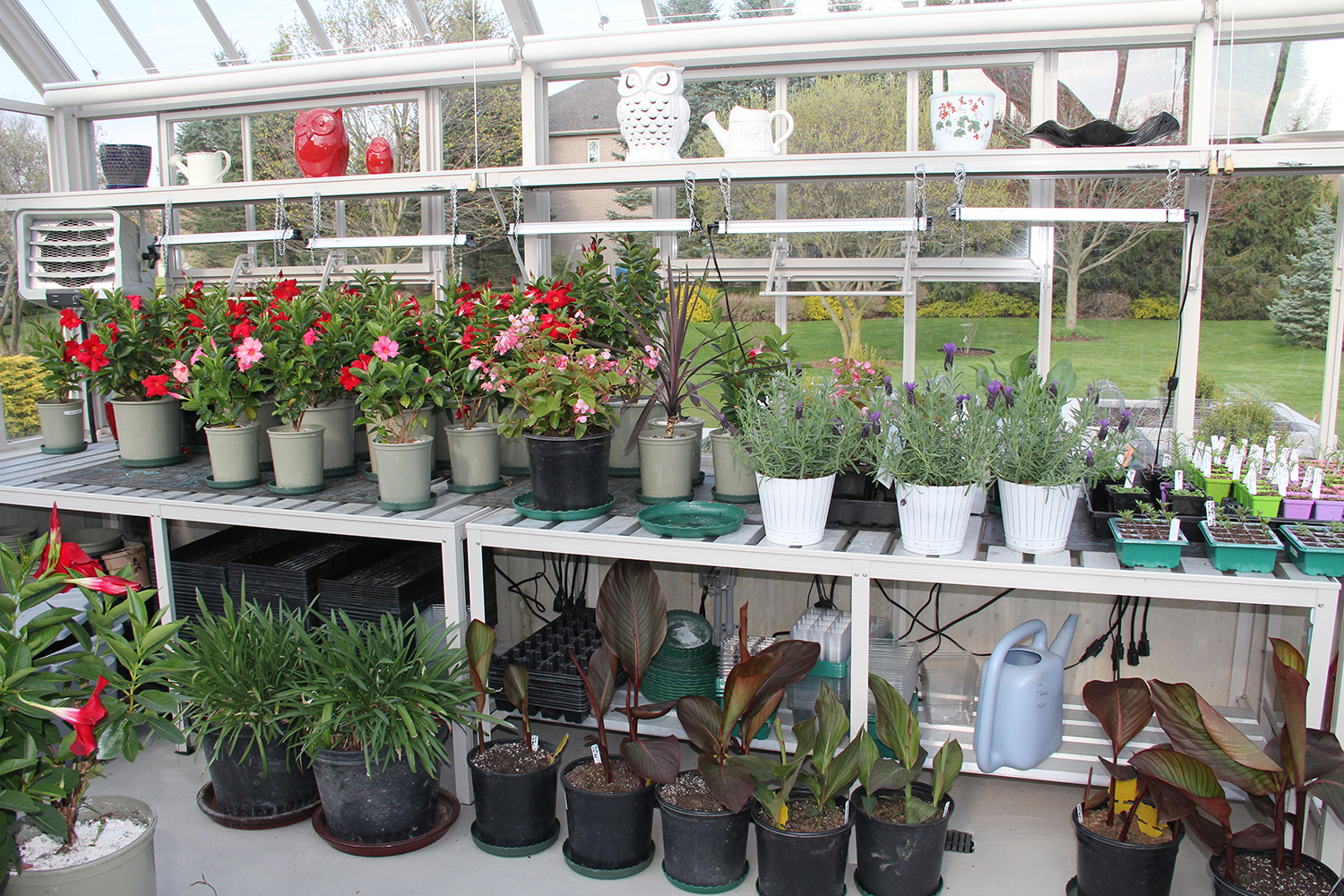 Greenhouse plants in late April