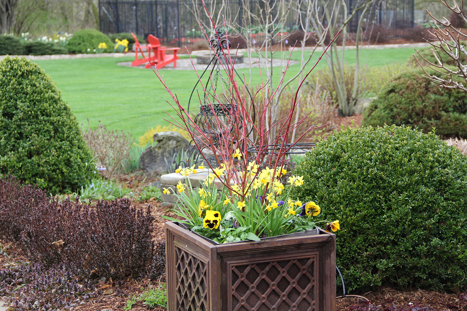 spring planter with dogwood, pansies and daffodils
