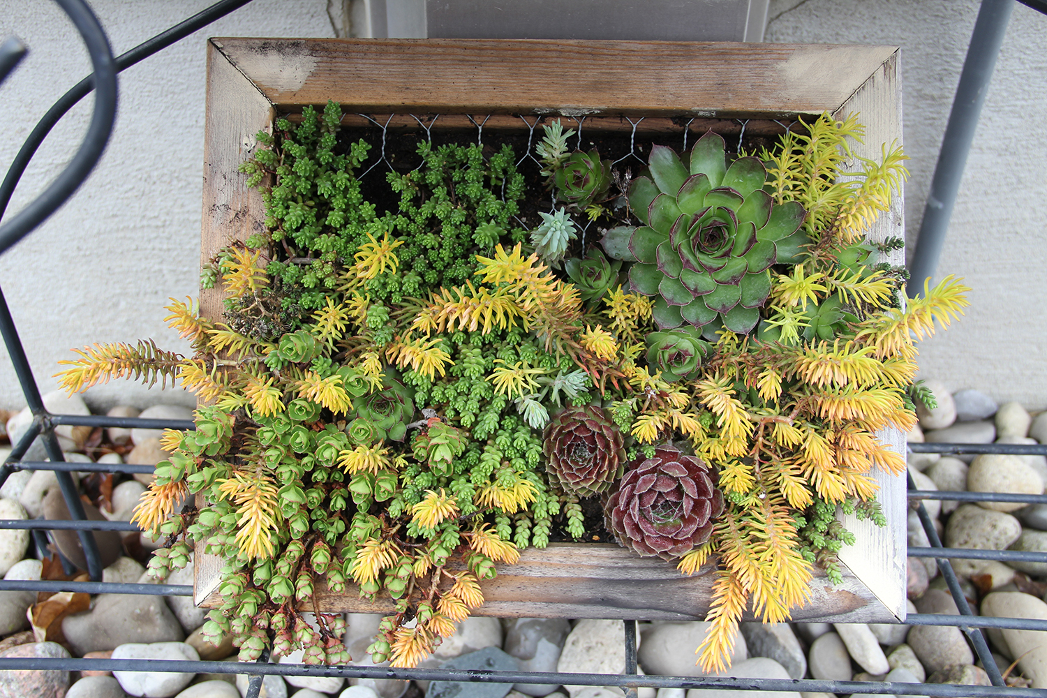 succulents in a wooden frame