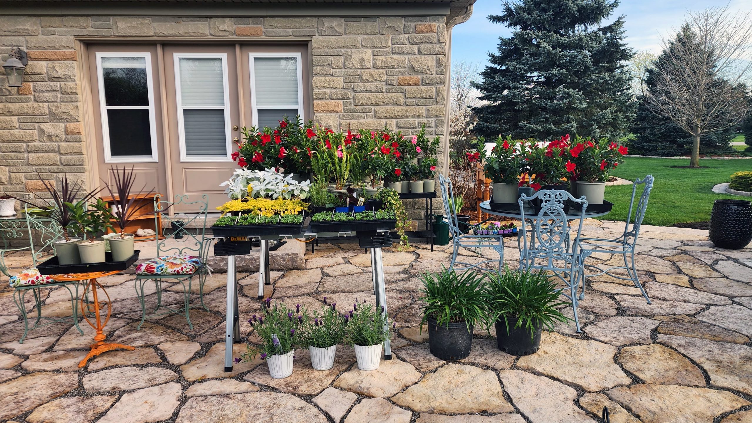 hardening off plants on the patio