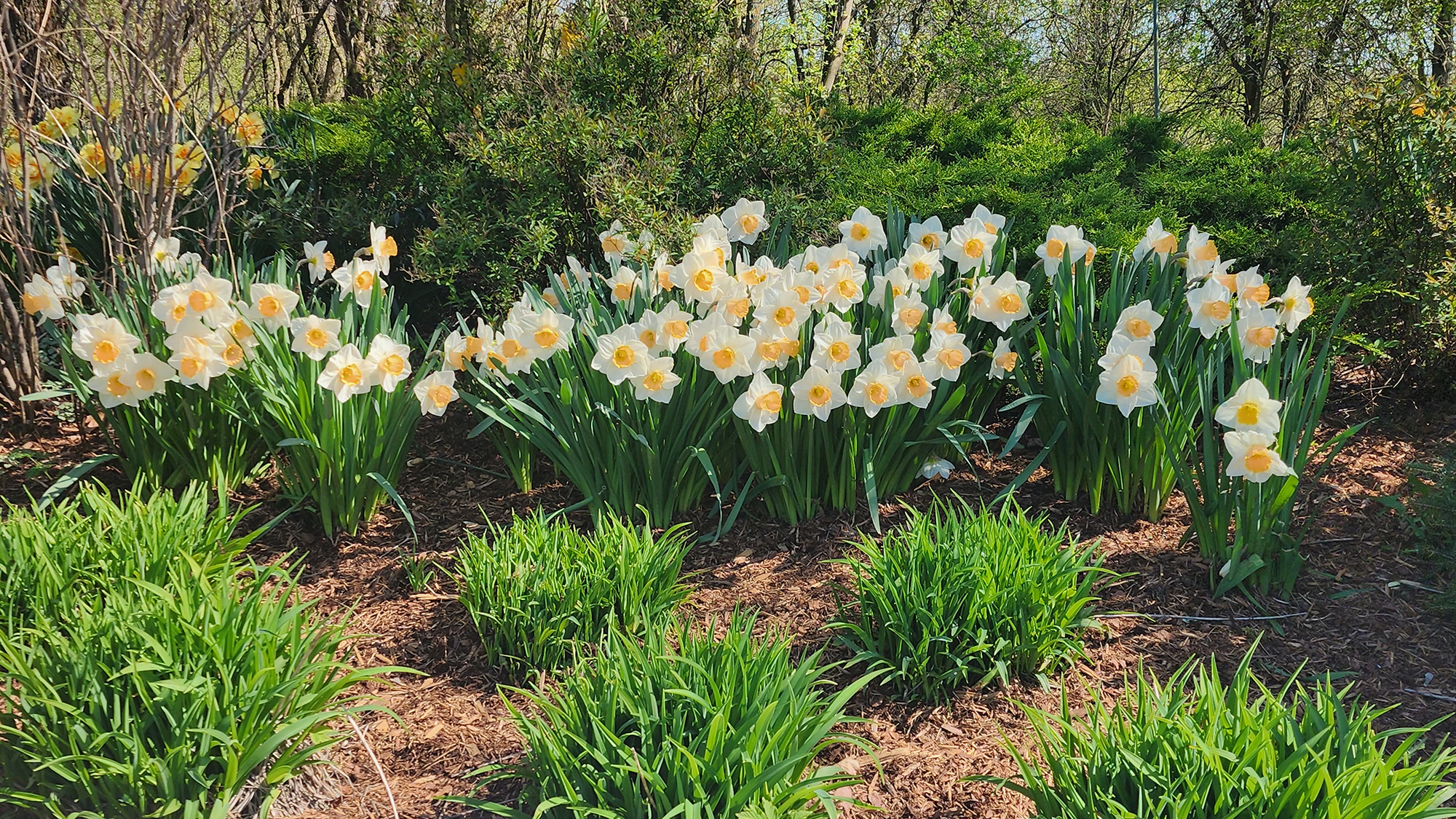 white daffodils in full bloom