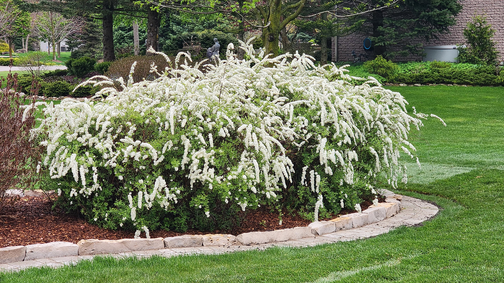 Grefsheim spiraea in bloom in May