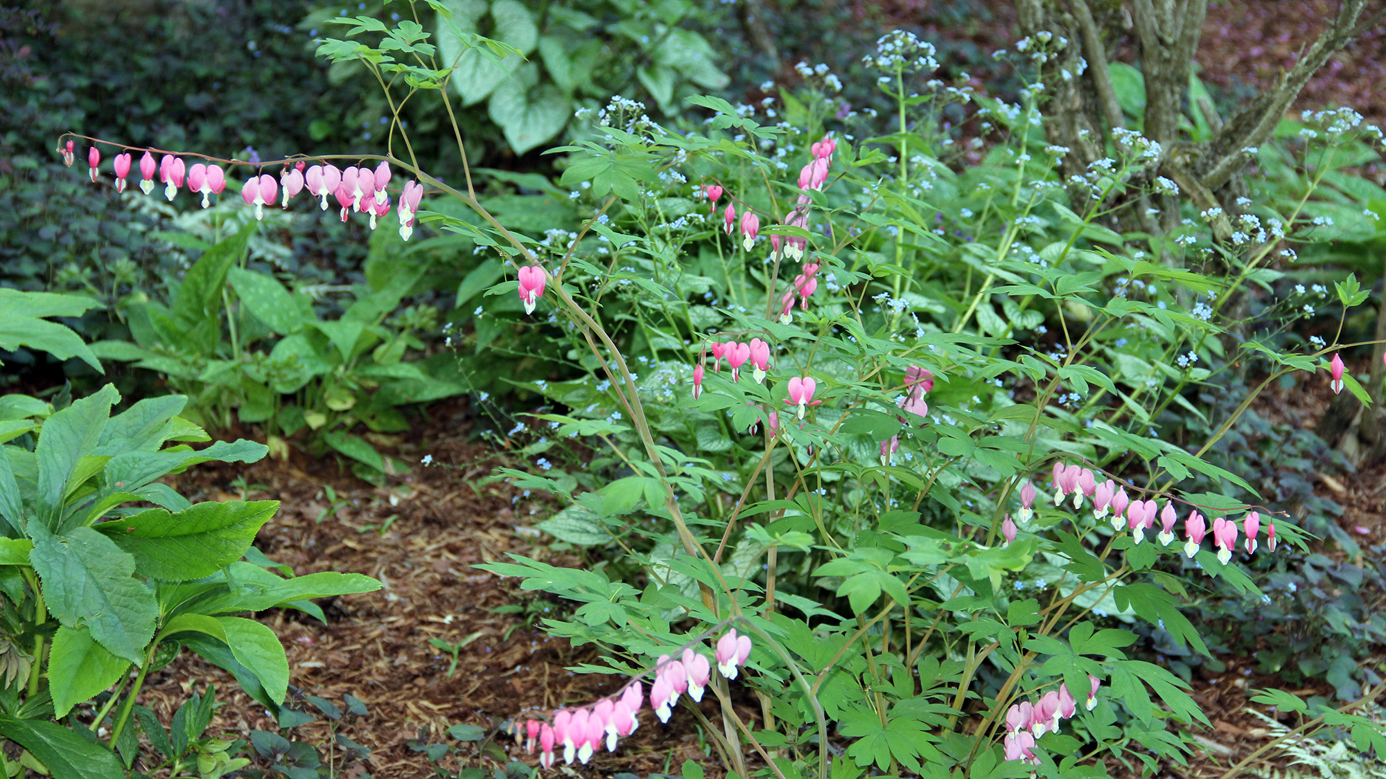 bleeding heart in bloom