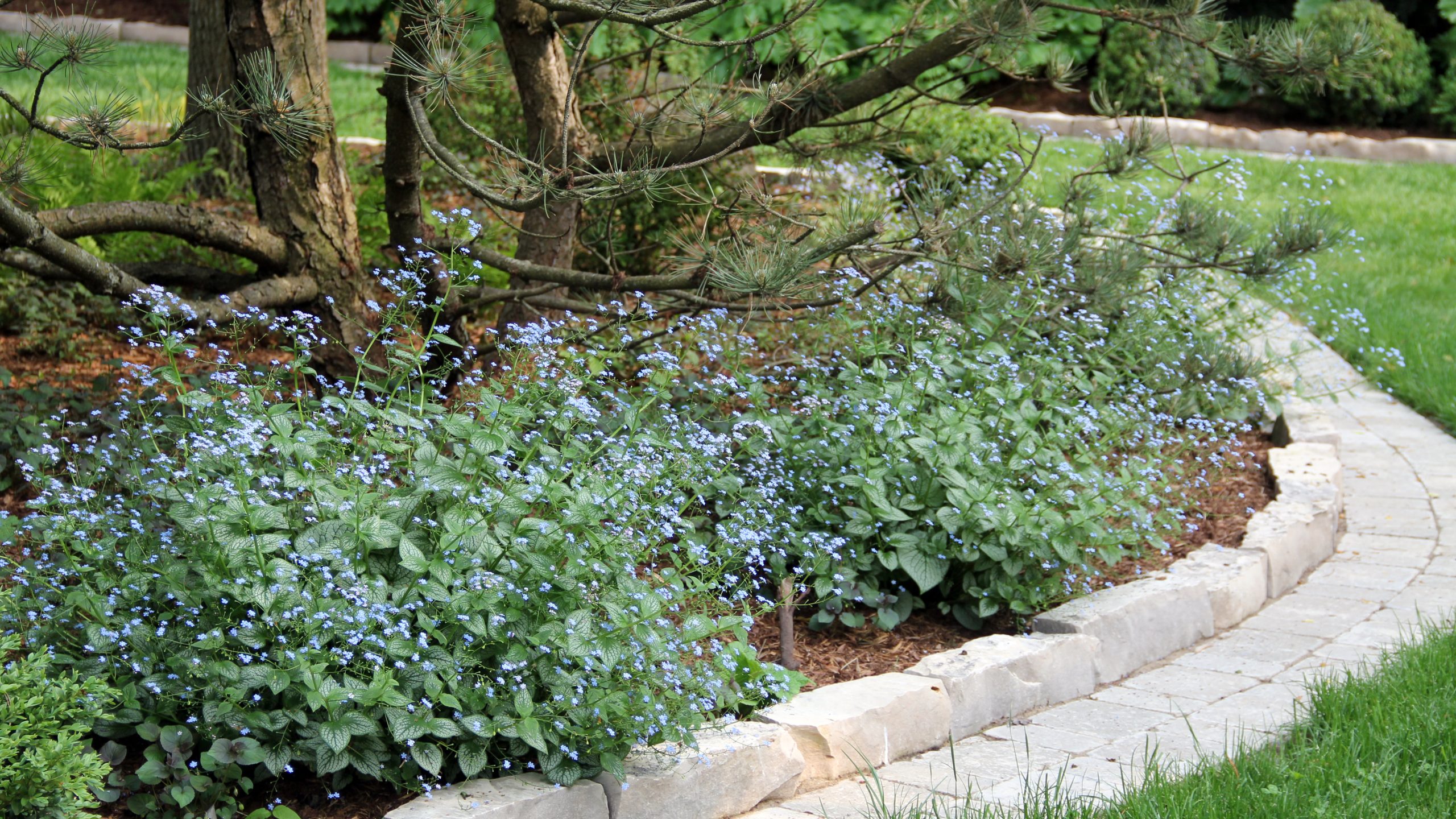 Brunnera in bloom along the edges