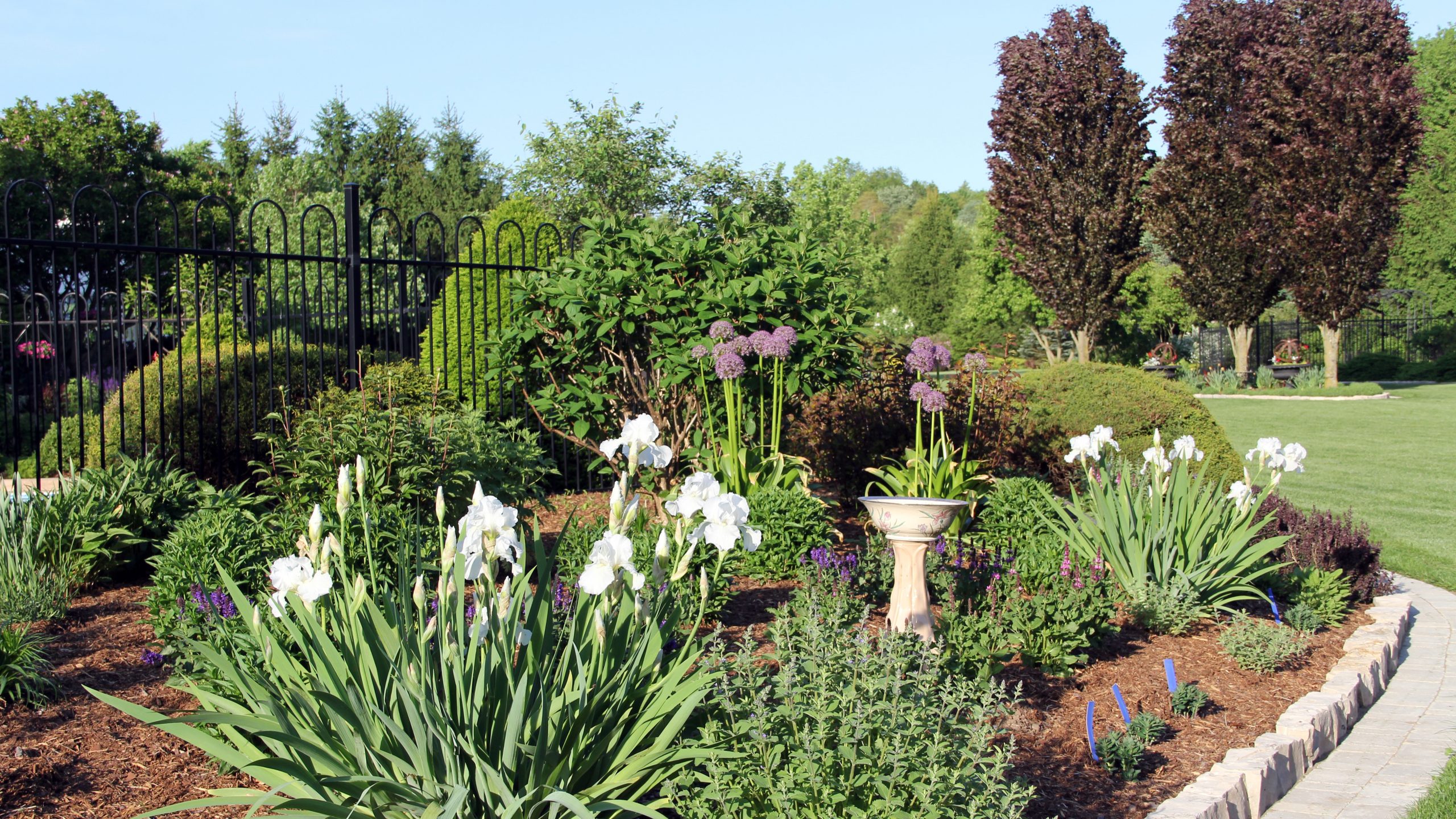 White iris 'Immortality' in bloom in the cottage garden