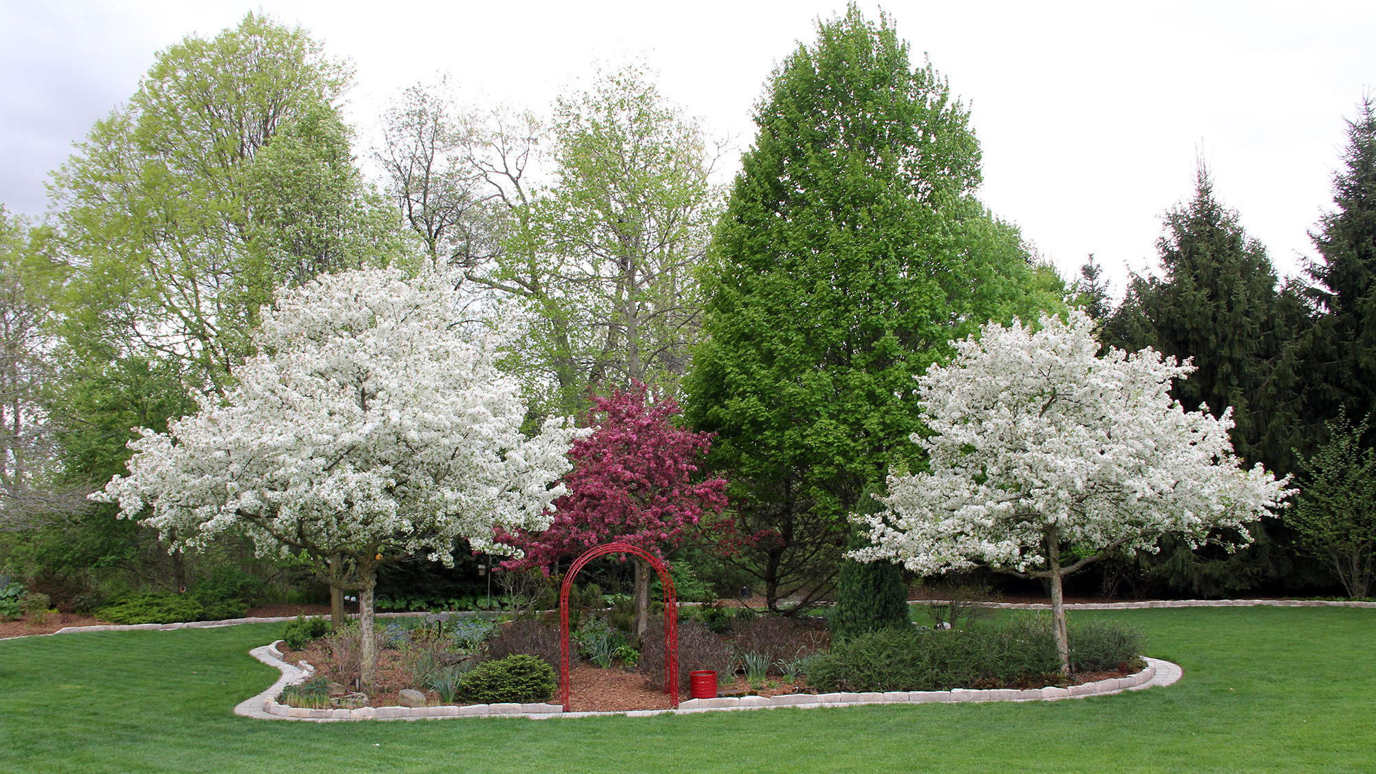 three crab apple trees in full bloom